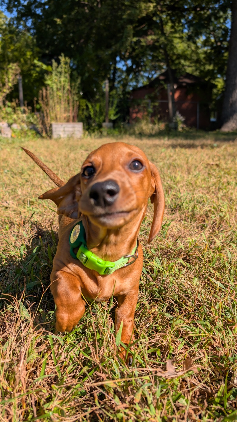 Bilbo